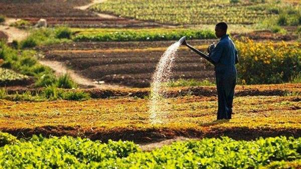 Issues and Challenges facing Agro-Food in Africa Today