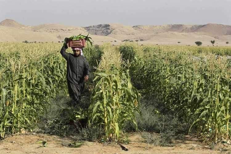 Is the agro-food sector on the rise in the Middle East?